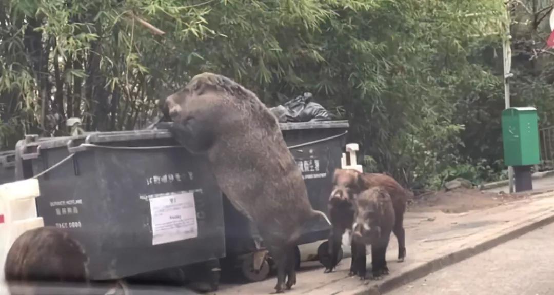 南京盐水鸭真的很好吃吗,在南京你能品尝到的小吃