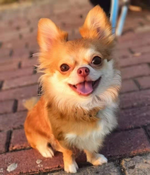 吉娃娃的宠物,吉娃娃宠物日常