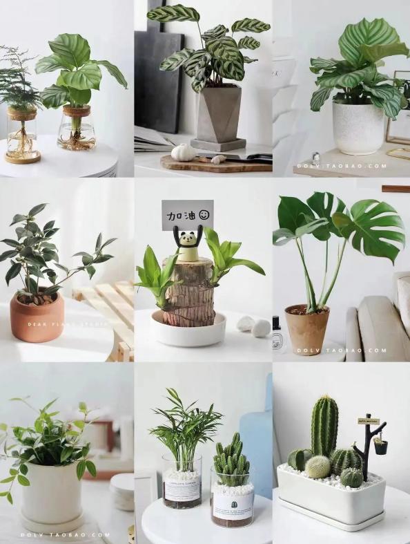 现代风好养的绿植搭配,好养简约风家里绿植