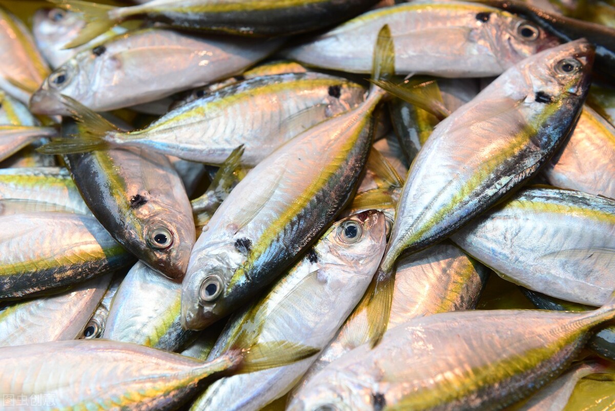 购买海鱼种类,哪些海鱼人工饲养不了