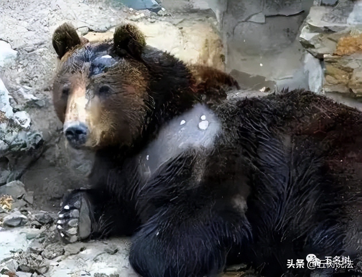 社会正义与职业机会：硫酸泼熊的大学生入职中科院引发思考