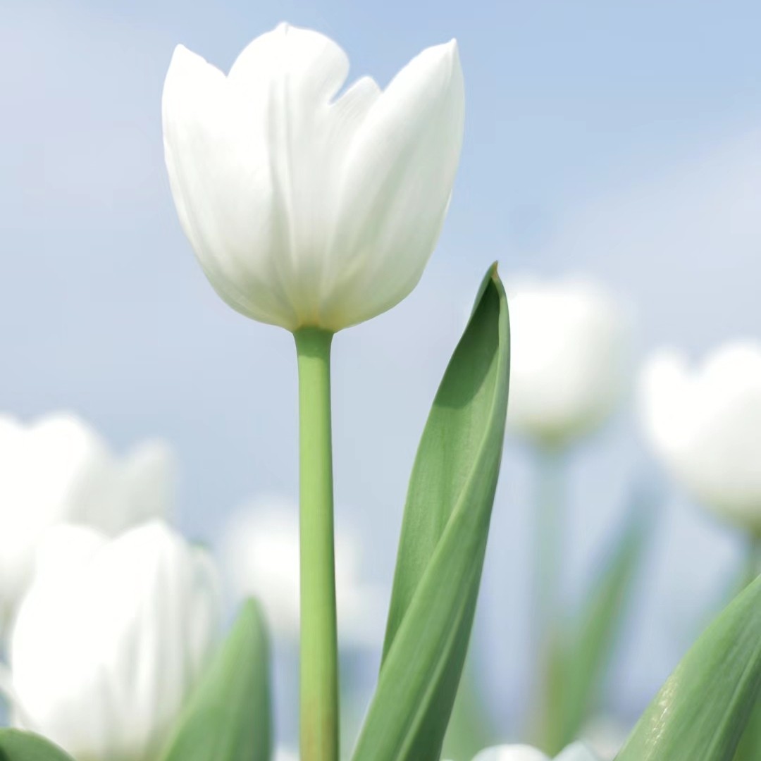 走心句子突然好心酸,心语一刻