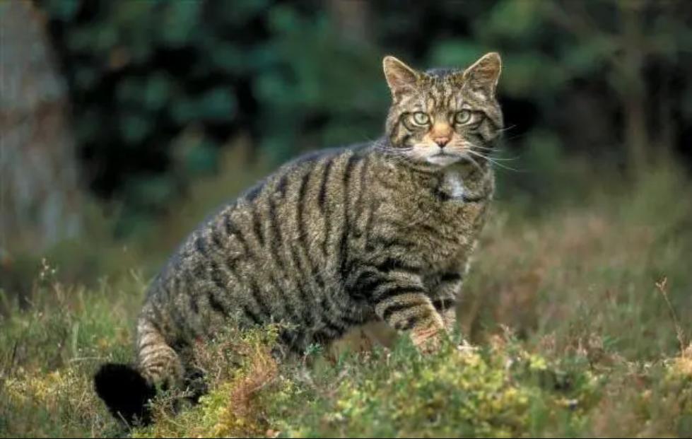 罗布泊流浪猫是怎样活下来的,罗布泊深处发现流浪猫