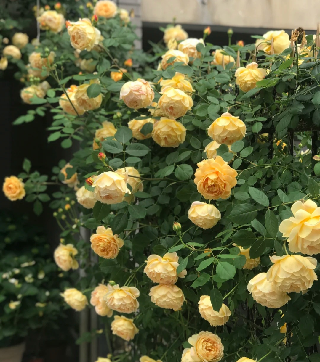 光照不足也能猛开花的藤本月季,抗病好养勤花的藤本月季品种