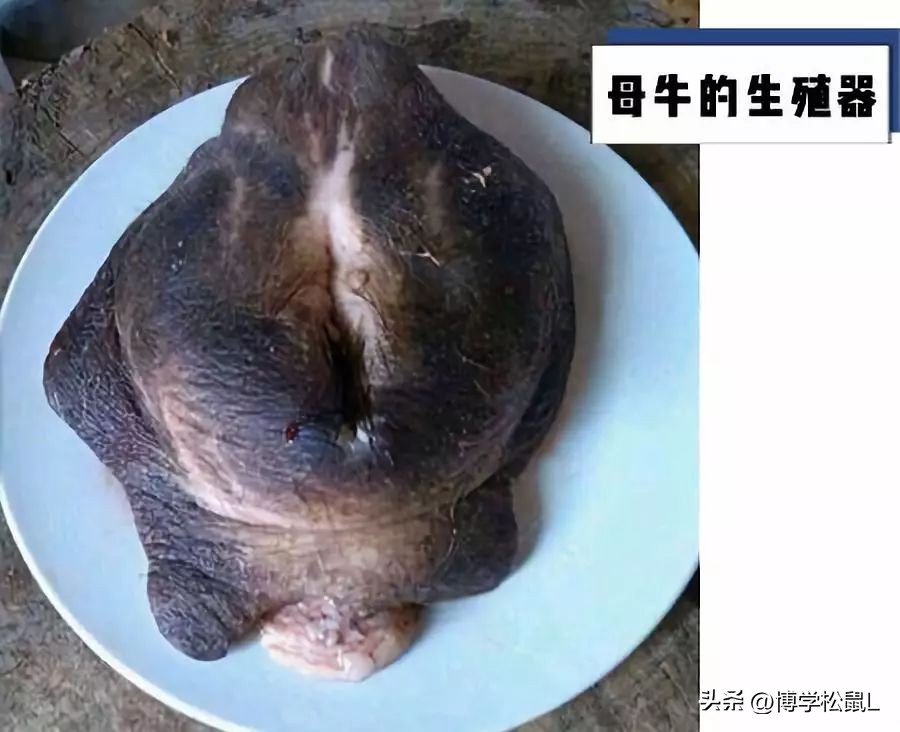 那些年你吃过哪些奇怪的东西,那些年你喝过的奇怪东西