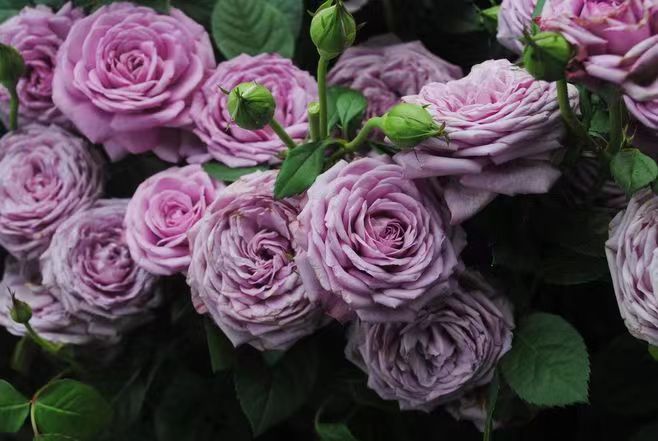 精致又温馨的小阳台,漂亮阳台月季花