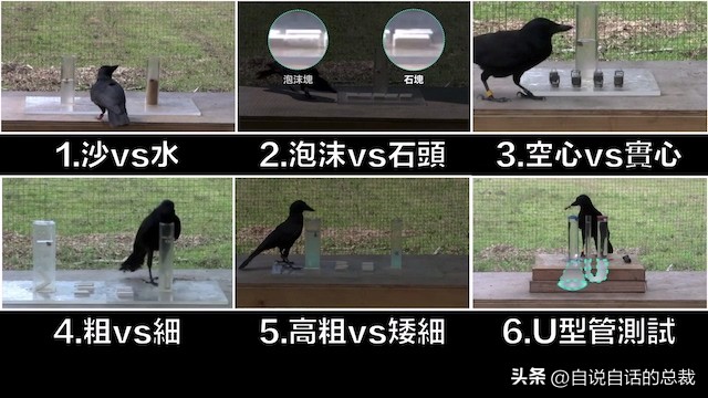 乌鸦为什么是外星人,外星人至今还未出现的5大原因