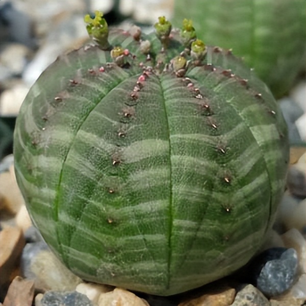 102个大类近500个多肉植物图片，都极其美丽，建议在家中也养一盆