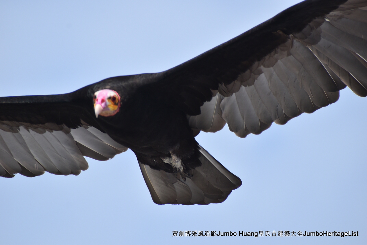 第5047回：消失的亚马逊文明，流失的林下聚居地
