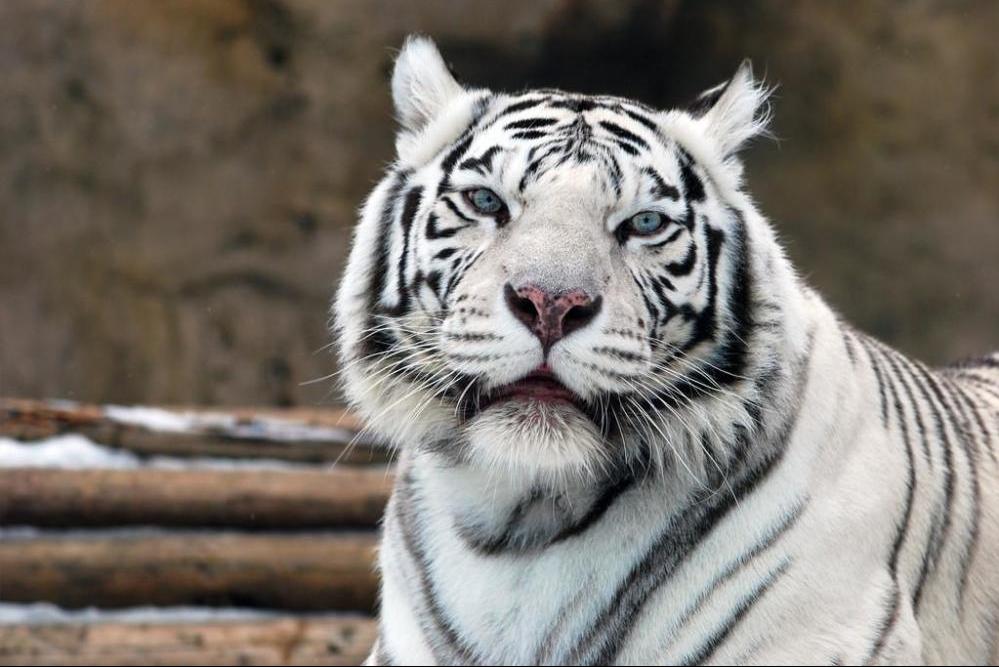喝老虎酒有什么功效,老虎的骨头对人体有害吗
