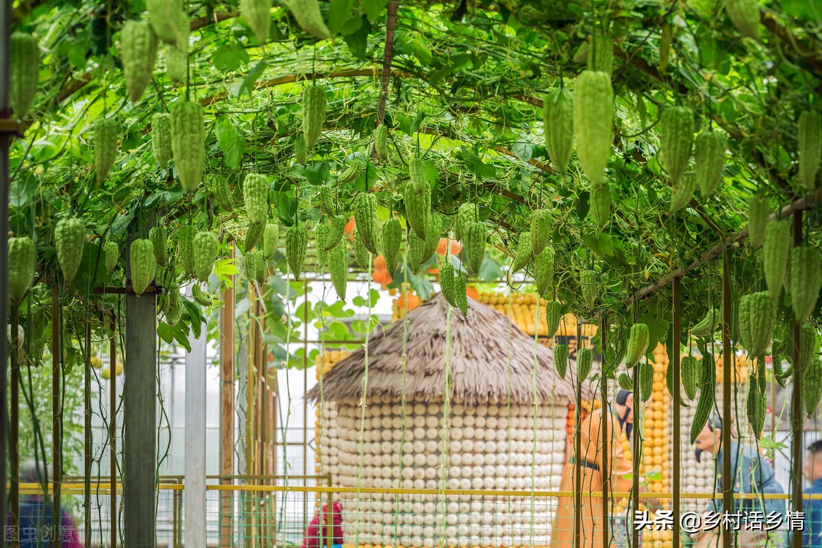 丝瓜苦瓜怎么做好吃,丝瓜苦瓜小懒瓜如何整枝打蔓