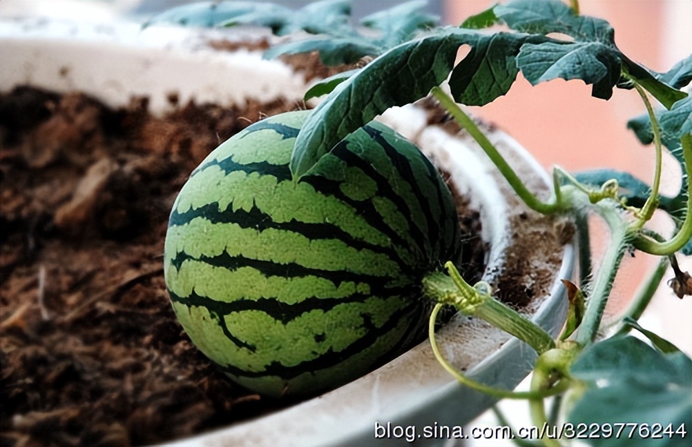 诺基亚1020港版和国行区别,诺基亚1020raw格式查看