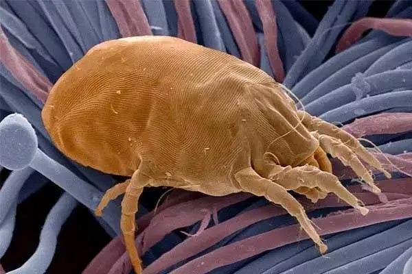 除螨你得有正确的方法,除螨小科普