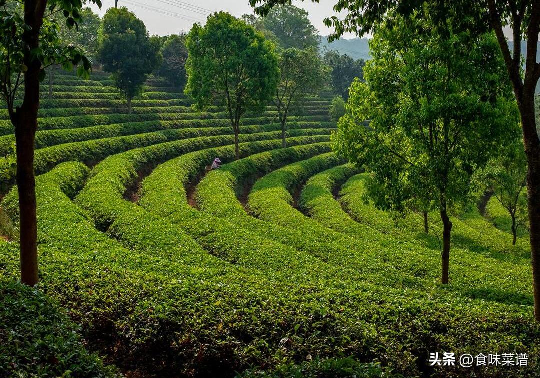 茶叶选购适合新手喝的茶叶,在网上怎么选茶叶才是好茶