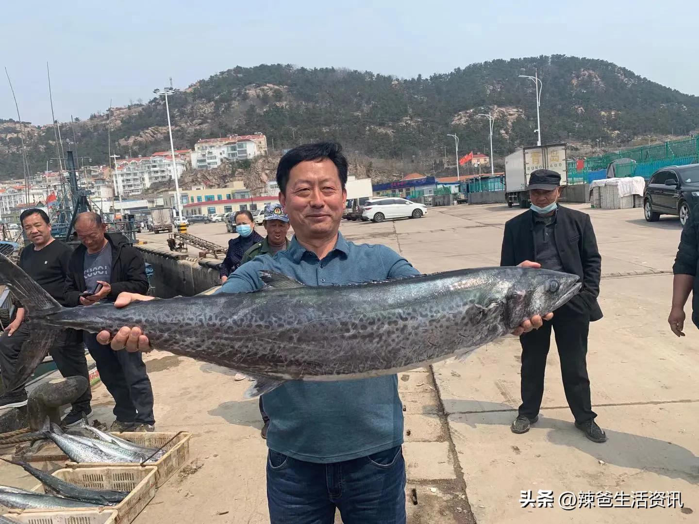 海鱼为什么都是死鱼,内陆为什么买不到活海鱼