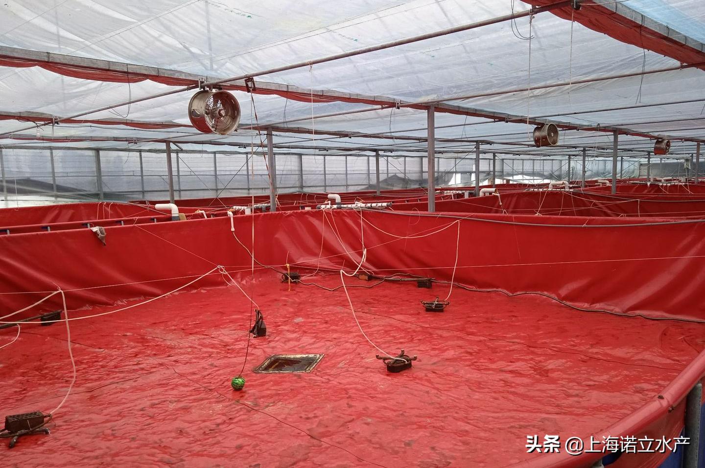 南美白对虾养殖为什么成功率低,南美白对虾养殖如何提高成功率