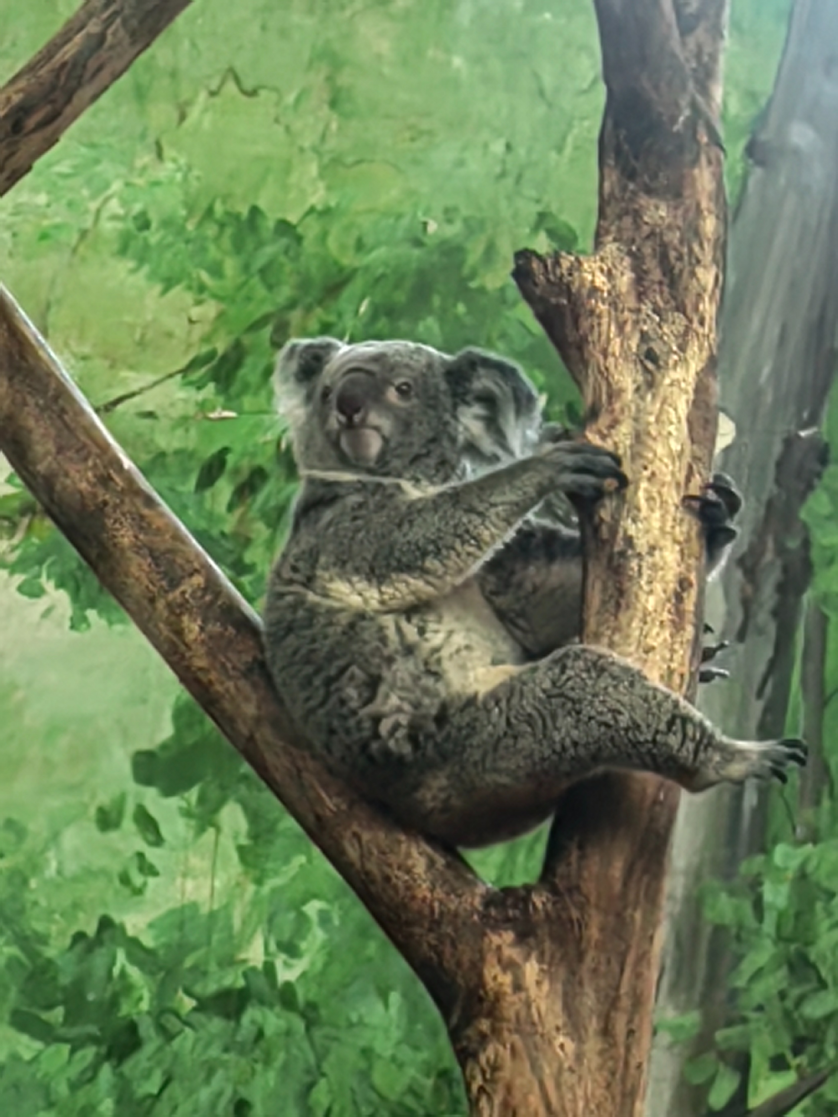 带一岁半宝宝去长隆野生动物园,冬天带两岁宝宝去长隆野生动物园