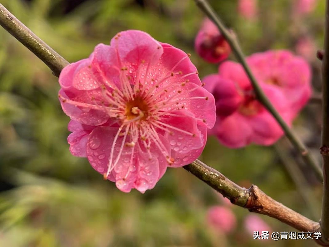七律诗是梅花我是仙（五首）