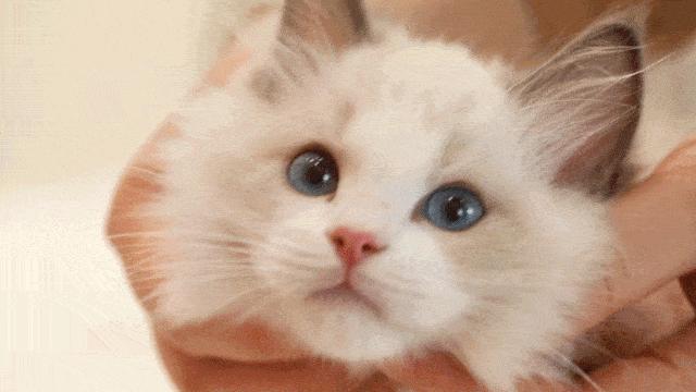 最值得推荐养的几种猫,中华田园猫12个品种图哪个最好养