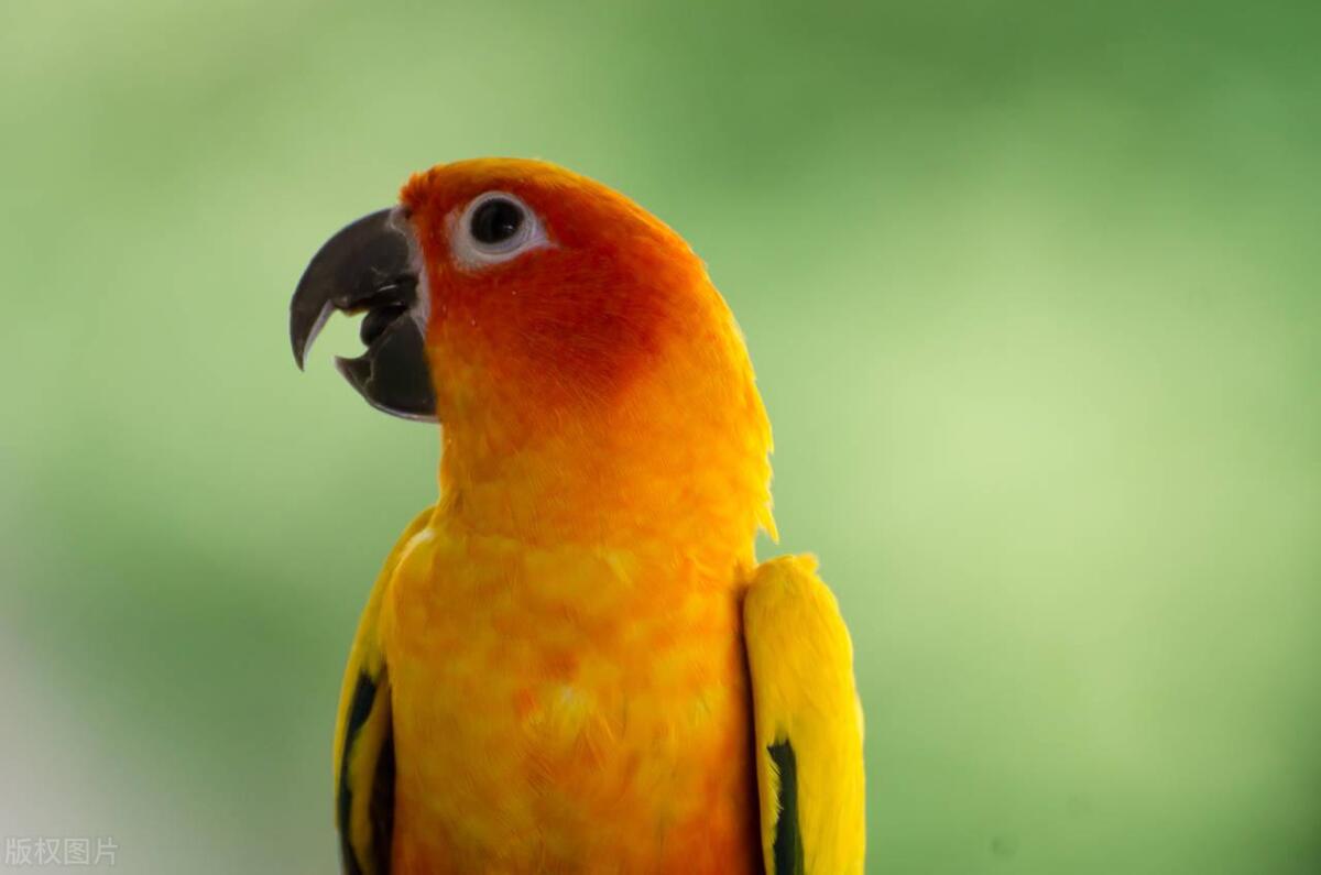 如何判断鹦鹉是单眼伤风还是换毛,鹦鹉常见病态表现有哪些