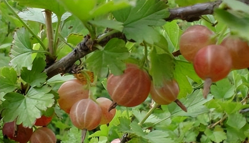 类似灯笼果的植物果实,灯笼果是什么水果品种