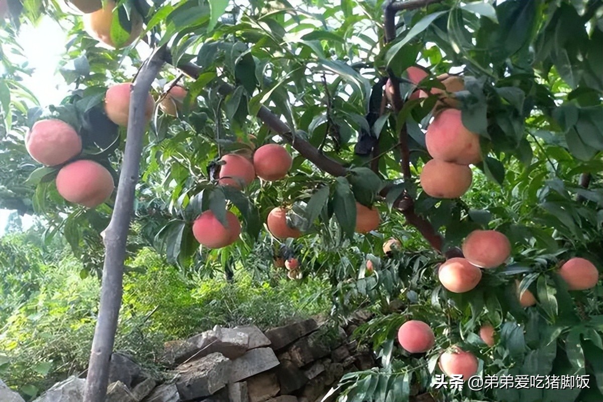 汁甜的水果,蒙阴蜜桃是绿色的吗