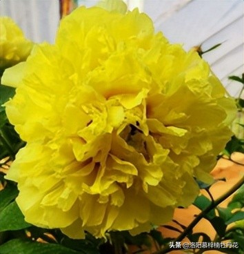 牡丹芍药的种植方法和注意事项,芍药苗子购买