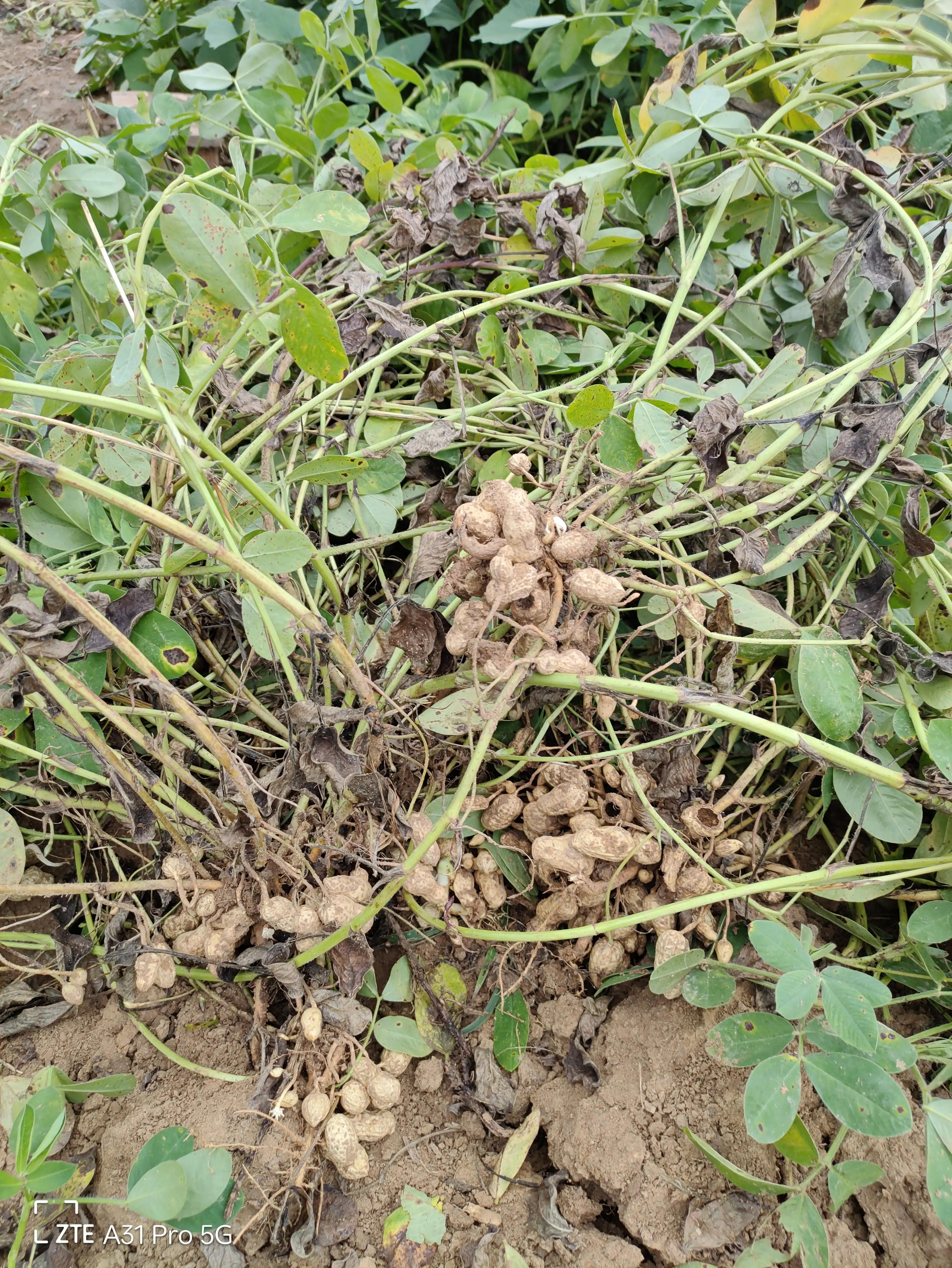 落花生的原名,落花生是什么意思