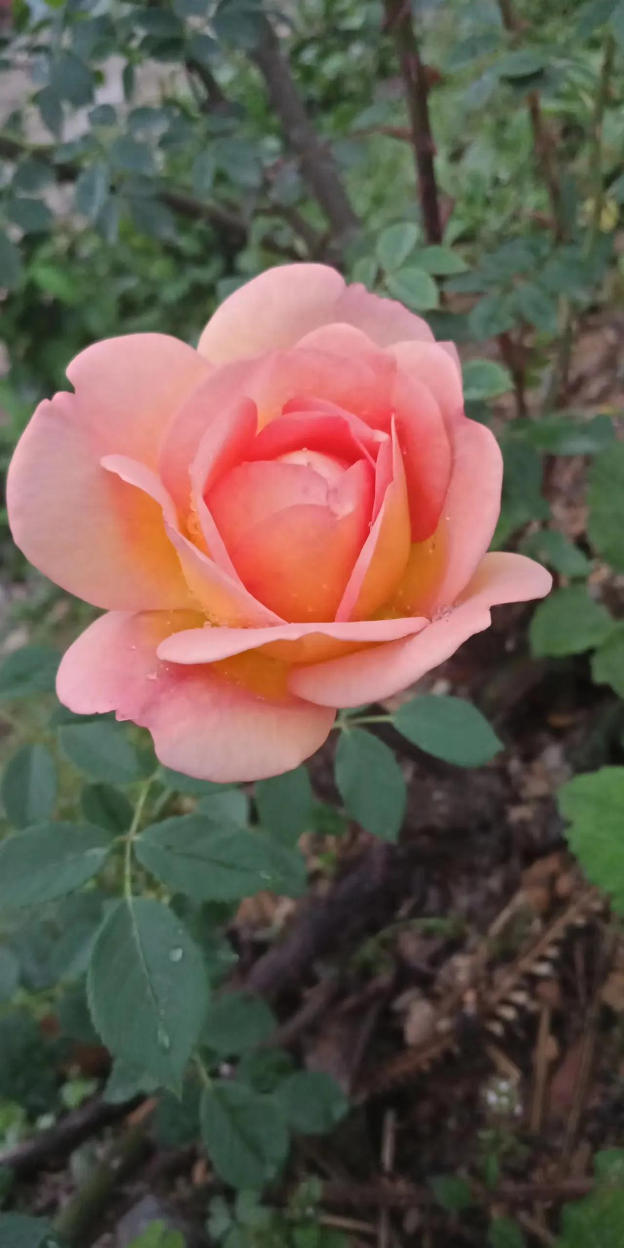 养护玫瑰花要注意什么不让它死,盆栽玫瑰花保养方法