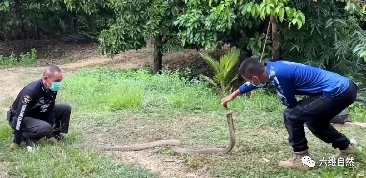 男子夜晚开车惊见巨蟒挡道,两男子路上遇到眼镜王蛇