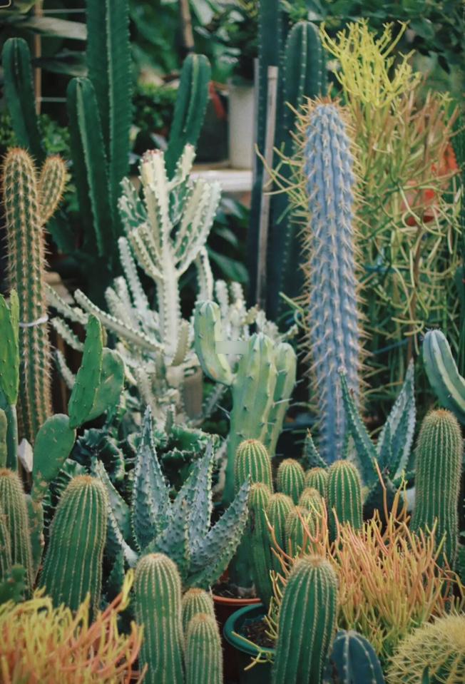 10个深圳花市，母亲节送花，不如带妈妈去看花海