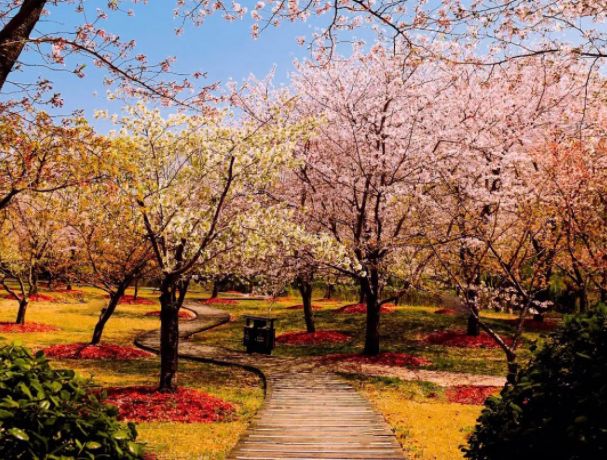 上海顾村公园最有名的景点,游玩上海顾村公园