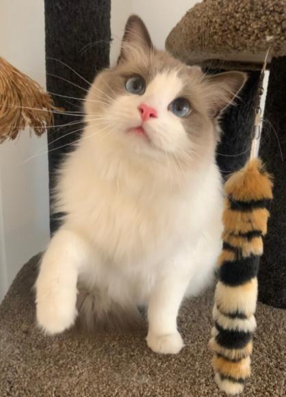 老潘养殖日常生活,老潘专业养殖狮头鹅