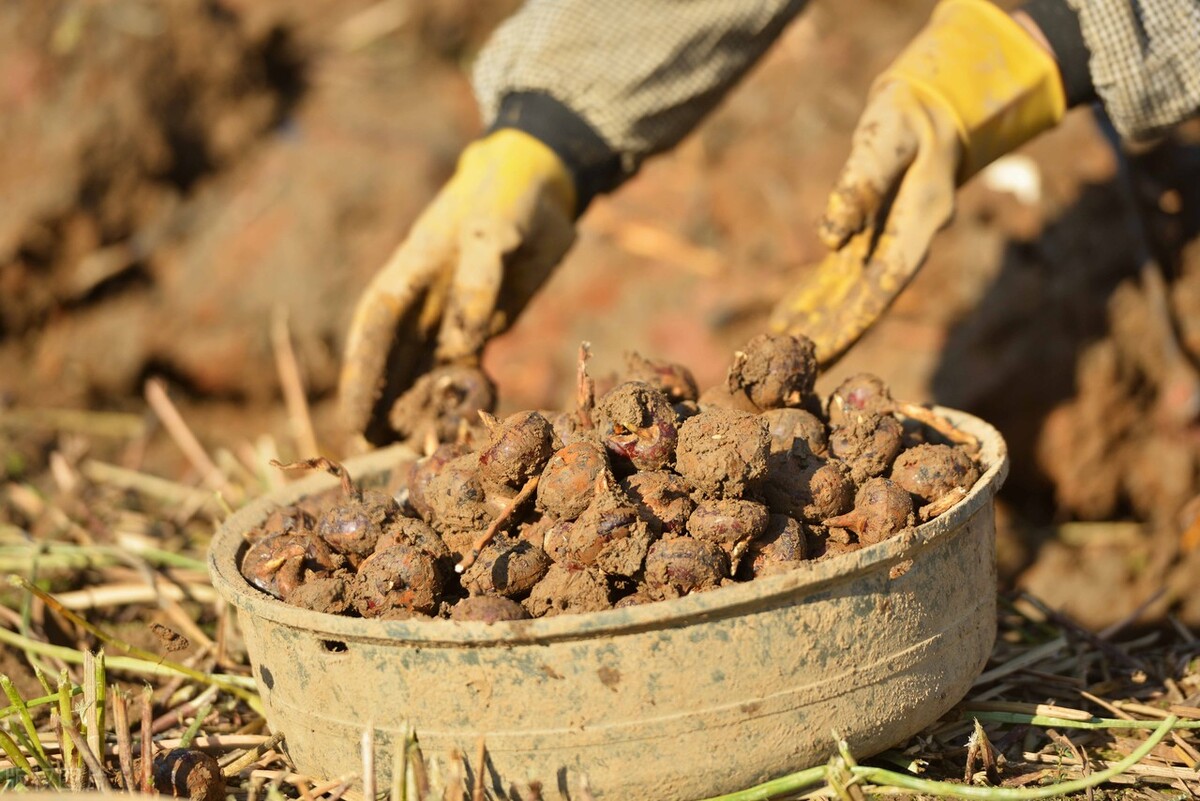 荸荠从种到收,荸荠煮水后要吃掉吗