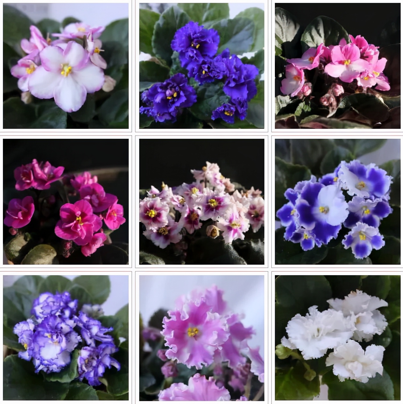 绿边紫罗兰植物图片,非洲紫罗兰怎么浇水