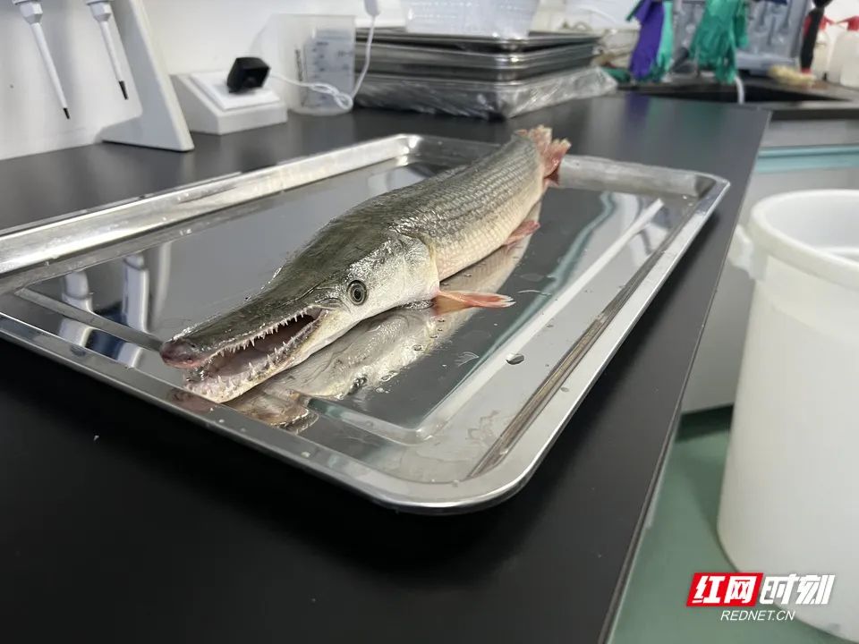 多地报告发现！专家紧急提醒：不能吃，卵有剧毒