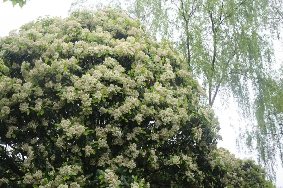 石楠花那么臭为什么要种那么多,石楠花到底是什么