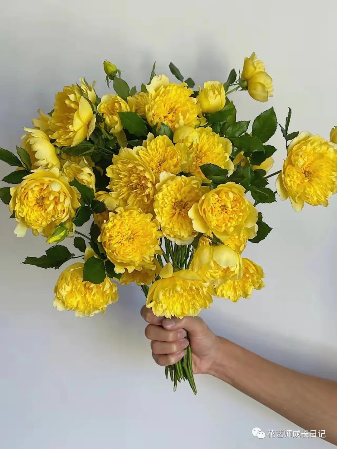 100朵玫瑰vol.50|烟花波浪玫瑰，菊里菊气，花开如烟火