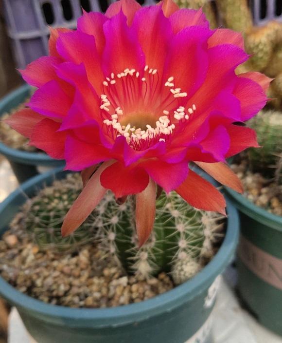 仙人球怎么过冬多久浇一次肥,仙人球冬天浇水的正确方法