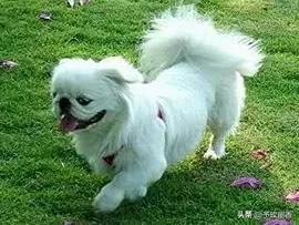 狗的种类常见宠物狗的品种及特点,宠物狗种类及特点