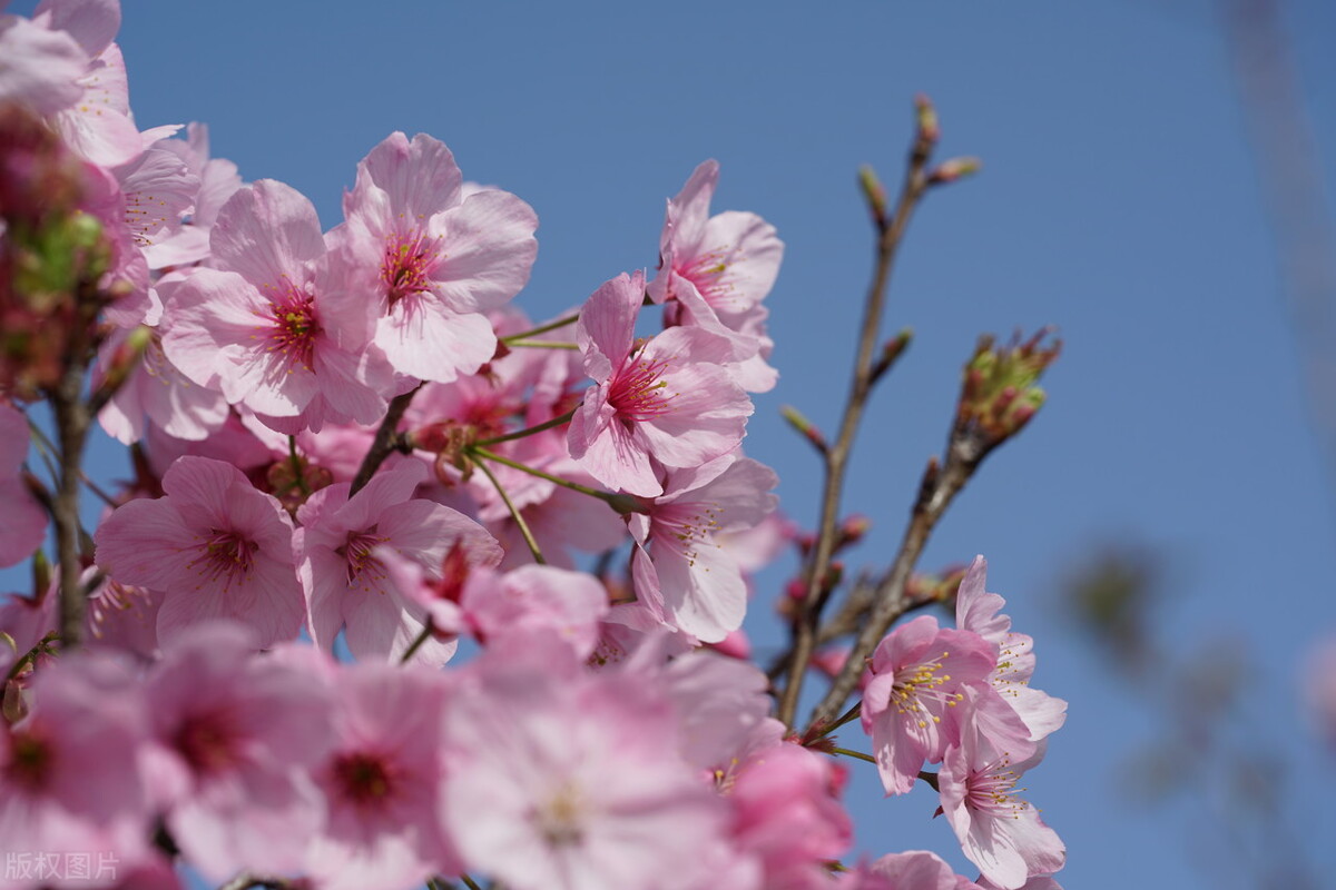 具有代表性的桃花古诗,古诗中描写桃花的诗句有哪些