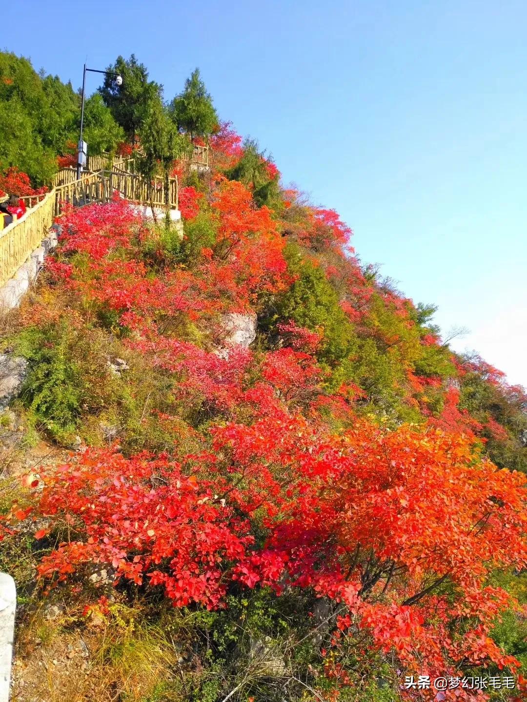 巫山观红叶全部视频,巫山红叶观景点