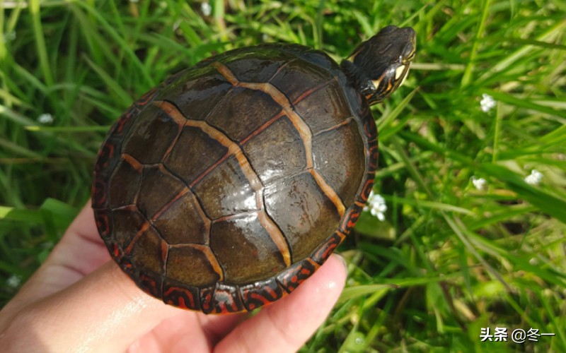养龟避坑,新手养龟入门基础知识