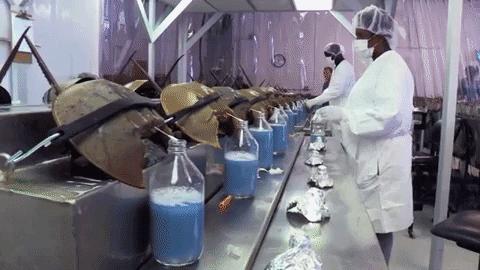 中华鲎的国家保护等级是多少,马蹄蟹是不是国家保护动物