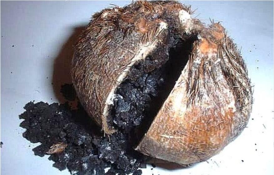 香水原料有粪便,香水是不是用动物粪便做成的