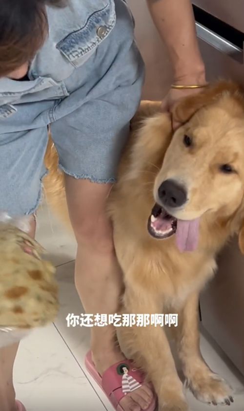 金毛偷吃被打,金毛乱吃被主人责骂表情极度不服