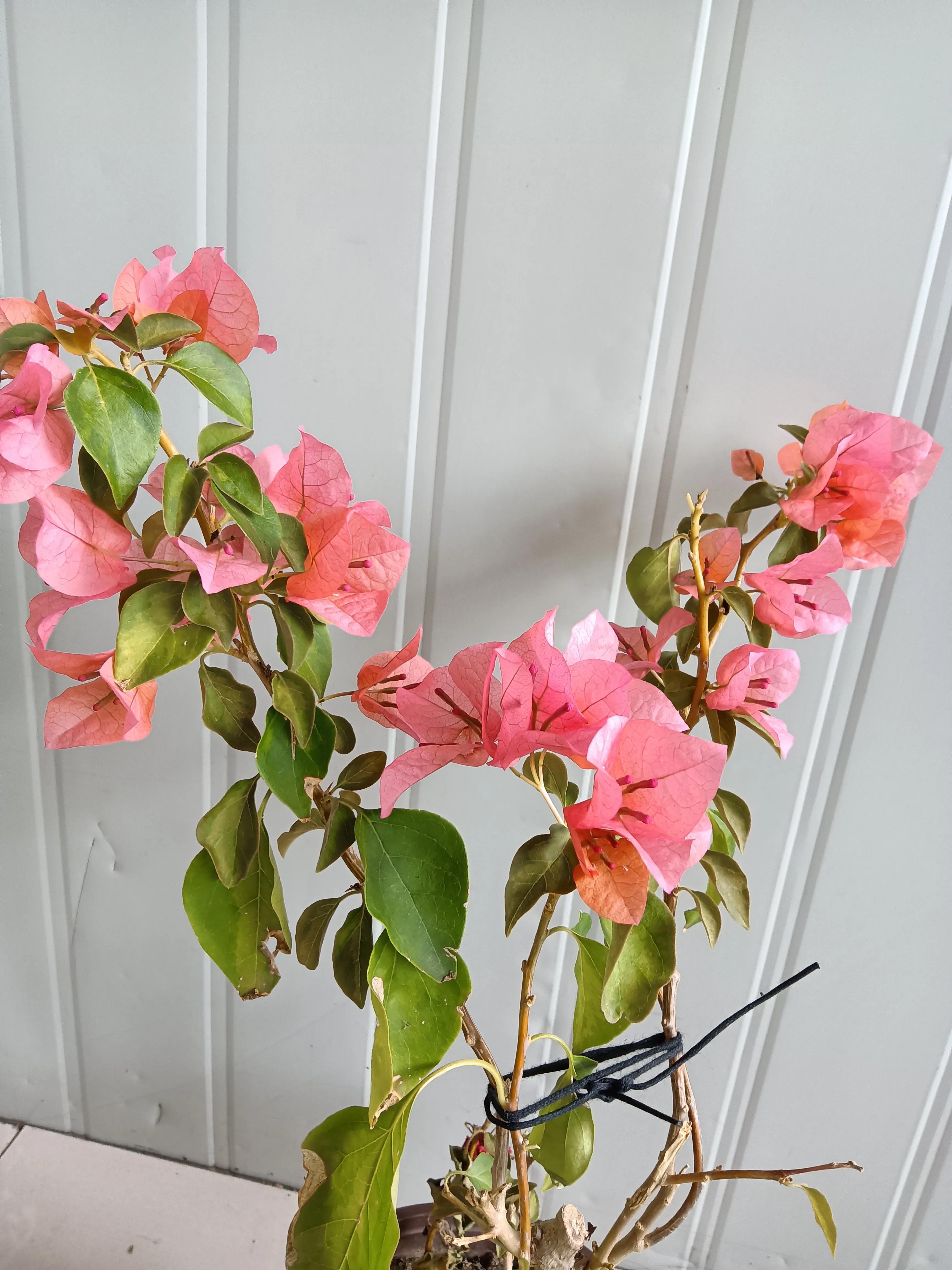 直播间买的花真的好吗,有没有在直播间买花的