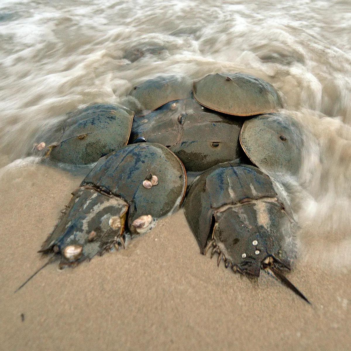 中华鲎的国家保护等级是多少,马蹄蟹是不是国家保护动物