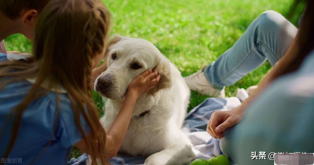 养了15年的狗突然不认识了,成年狗养了3天能找到家吗