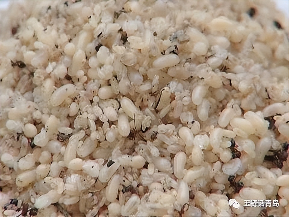 王铎的简介和故事,王铎生平故事